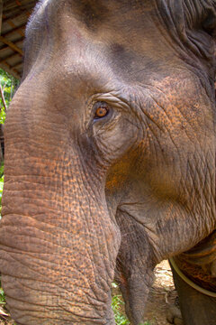Close-up image of a cow Asian Elephant with incredibly  textured skin on Ko Lanta, Thailand. 