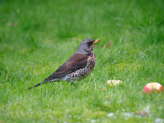 Fieldfare, Turdus pilaris