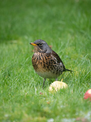 Fieldfare, Turdus pilaris