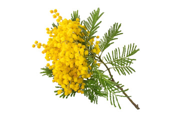 Mimosa spring yellow flowers branch isolated on white - obrazy, fototapety, plakaty