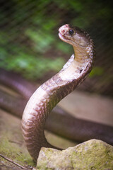 Fototapeta premium Asian cobra displays hood on Ko Lanta in Southern Thailand