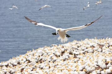 Northern Gannet in flight with nesting materials in beak, flying over the seabird colony at Bonaventure Island, Perce Rock, Quebec, Canada 