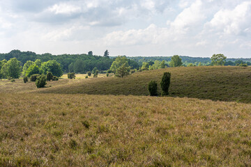beautiful hillside landscape in the nature preservation area of the lueneburger heide