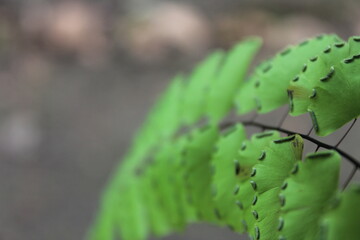 Green leaf on bokeh background