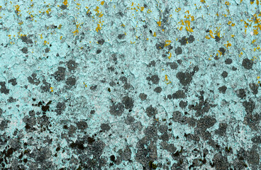 Overgrown mold on an old wall, close-up