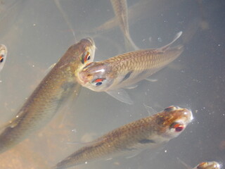 peces