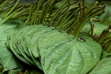 The betel or Piper betle which includes pepper and kava - obrazy, fototapety, plakaty