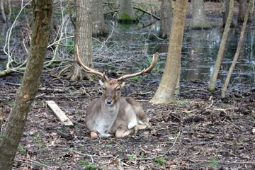 wild brown deer with horns in the forest rests in the winter in front of a pond