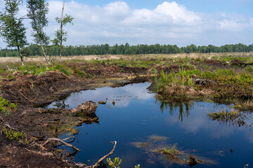 Moor landscape in Lueneburg Heath with cottongrass, tussock cottongrass or sheathed cottongrass,...