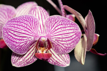 Orchid - Phalaenopsis