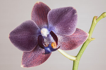 Purple phalaenopsis orchid flower on a white background. Close-up.