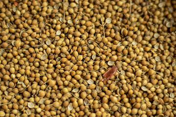Coriander or Tan-colored seeds is a spice produced from the round