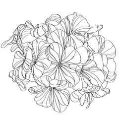 Black and white line illustration of  
geranium flowers on a white background