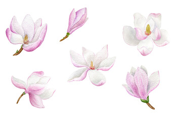 Fototapeta na wymiar watercolor collection with pink magnolia