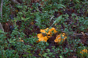 Chanterelles in the forest among the lingonberry bushes