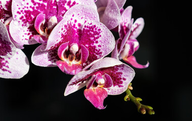 Orchid - Phalaenopsis