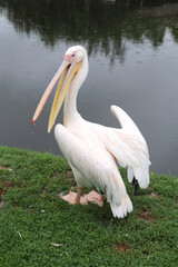Extreme closeup of migratory pelican bird on lake side. Pelican bird posing at shore in autumn weather