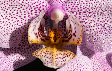 Orchid - Phalaenopsis