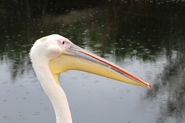 Pelican bird posing at shore in autumn weather