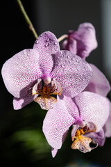 Orchid - Phalaenopsis