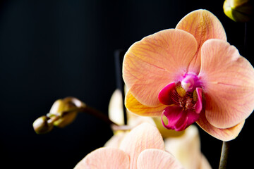 orchid placed on a black background