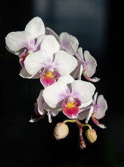 Naklejka na ściany i meble Orchid - Phalaenopsis