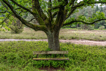 old wooden bench in the hillside landscape in the nature preservation area of the lueneburger heide