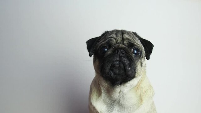 Cute young pug dog portrait. Pug pet looking at camera and tilting head, close up