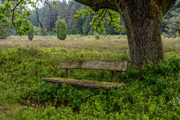 old wooden bench in the hillside landscape in the nature preservation area of the lueneburger heide