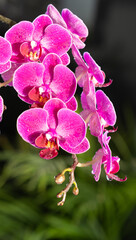 Naklejka na ściany i meble Orchid - Phalaenopsis