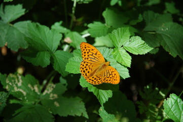 Butterfly Argynnis paphia