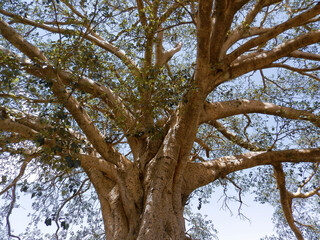 Elabered, Eritrea - January 15, 2021: Travelling around the vilages near Asmara and Massawa. An amazing caption of the trees, mountains and some old typical houses with very hot climate in Eritrea. 