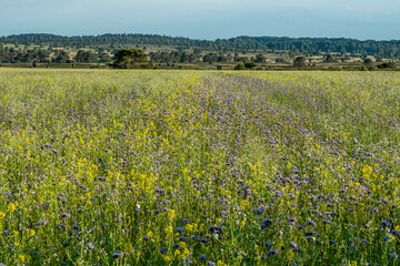 beautiful hillside landscape in the nature preservation area of the lueneburger heide