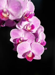 Obraz na płótnie Canvas Orchid - Phalaenopsis