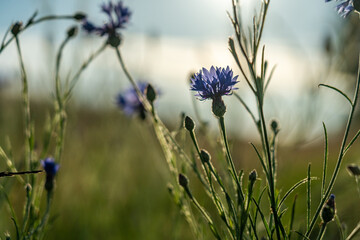 beautiful hillside landscape in the nature preservation area of the lueneburger heide