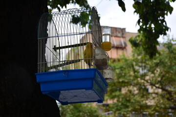 Budgerigar or Canary (Melopsittacus undulatus) in a birdcage on a street in Shkodra in Albania