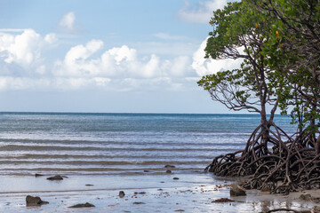 A mangrove forest at Cape Tribulation in Queensland, Australia