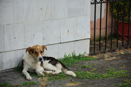 junger Asapin, Askal Stra&szlig;enhund liegt einsam auf dem Boden in Skhodra in Albanien