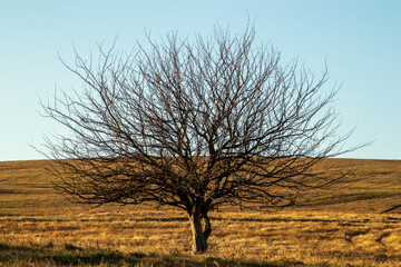 tree in the field