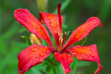 Lily red orange flower with water drops after rain on a green grass background