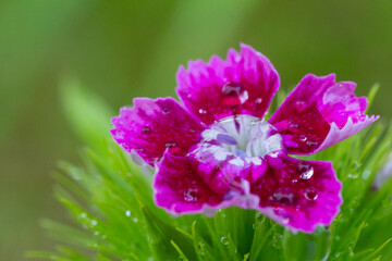 Carnation flowers with water drops after rain close-up