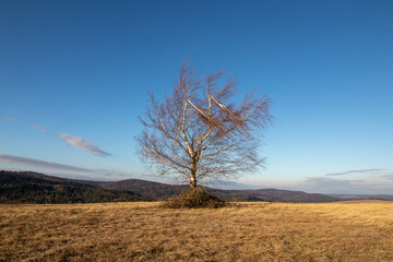 Obraz premium tree in the autumn
