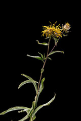 Dried dead Dandelion flower isolated on black background. Sample of a flower in oriental style with pastel colors.