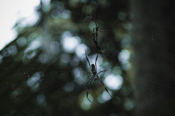 spider on a web