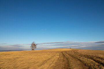 landscape with a field and sky