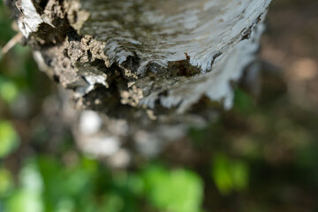 Birch trees with emerging foliage in summer time in lueneburger heide landscape