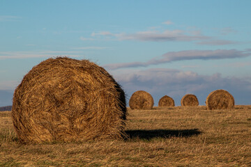 hay bales in the field © Sławomir Bodnar