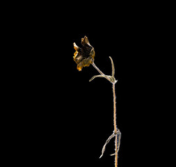 Dried dead marigold flower isolated on black background. Sample of a flower in oriental style with pastel colors.