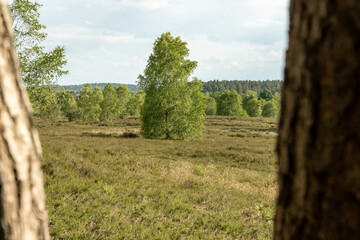 lonely birch tree in beautiful hillside landscape in the nature preservation area of the...