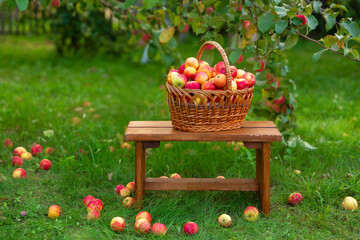 basket with apples stands on wooden bench on grass. Harvesting in an apple orchard.